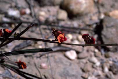 APII jpeg image of Daviesia alata  © contact APII