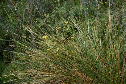 APII jpeg image of Pultenaea divaricata  © contact APII