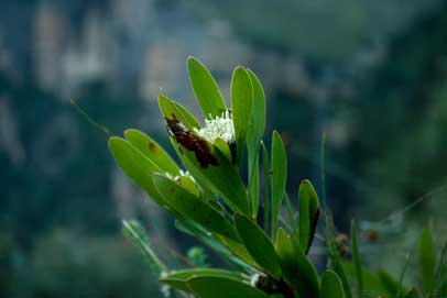 APII jpeg image of Isopogon fletcheri  © contact APII