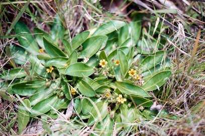 APII jpeg image of Goodenia montana  © contact APII