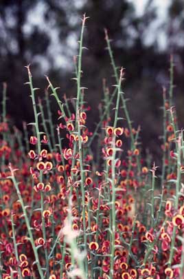APII jpeg image of Daviesia decurrens subsp. hamata  © contact APII