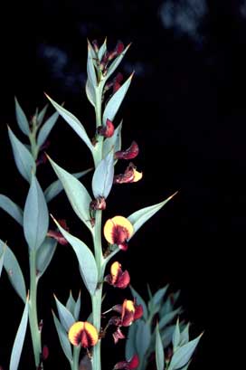 APII jpeg image of Daviesia nudiflora subsp. nudiflora  © contact APII