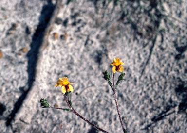 APII jpeg image of Goodenia trinervis  © contact APII