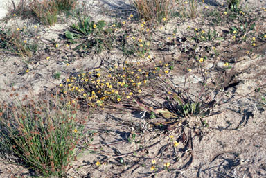 APII jpeg image of Goodenia trinervis  © contact APII