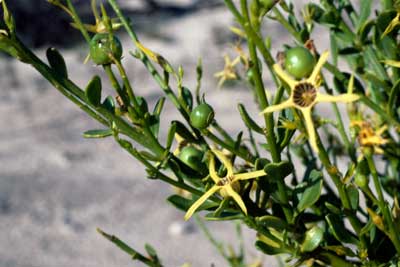 APII jpeg image of Anthocercis littorea  © contact APII