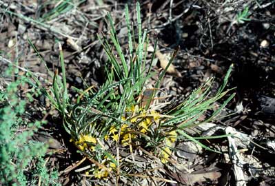 APII jpeg image of Chamaexeros serra  © contact APII