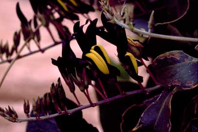 APII jpeg image of Kennedia nigricans  © contact APII