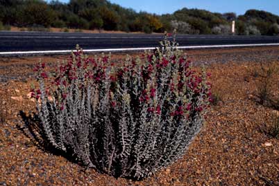 APII jpeg image of Dasymalla terminalis  © contact APII