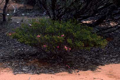 APII jpeg image of Calytrix brevifolia  © contact APII