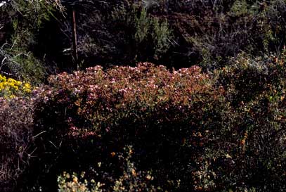 APII jpeg image of Verticordia monadelpha var. monodelpha  © contact APII