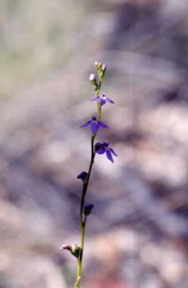 APII jpeg image of Lobelia gibbosa  © contact APII