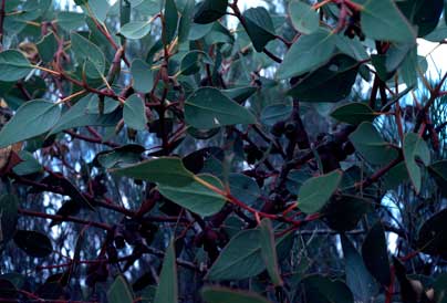APII jpeg image of Eucalyptus grossa  © contact APII