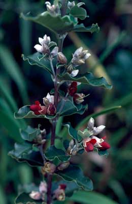 APII jpeg image of Gastrolobium subcordatum  © contact APII