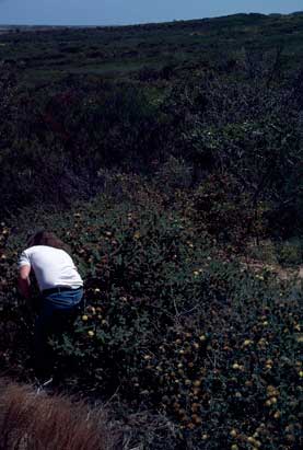 APII jpeg image of Melaleuca megacephala  © contact APII