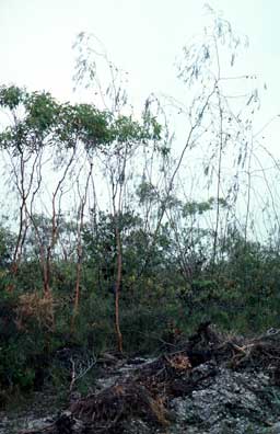 APII jpeg image of Eucalyptus decurva,<br/>Eucalyptus sepulcralis  © contact APII
