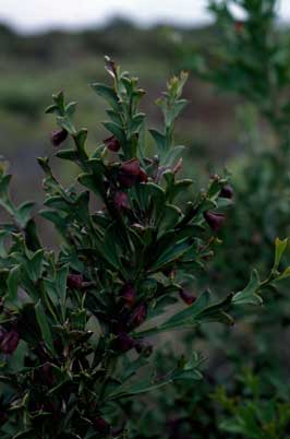 APII jpeg image of Daviesia decipiens  © contact APII