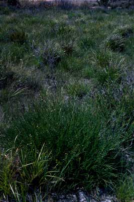 APII jpeg image of Daviesia inflata  © contact APII