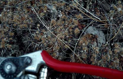 APII jpeg image of Olearia ramulosa var. stricta  © contact APII