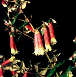 APII jpeg image of Correa 'Raelene Goldie'  © contact APII