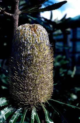 APII jpeg image of Banksia serrata 'Superman'  © contact APII