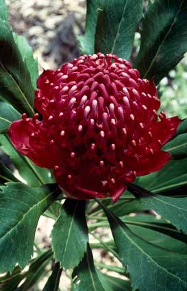 APII jpeg image of Telopea speciosissima 'Fire and Brimstone'  © contact APII