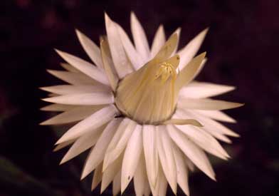 APII jpeg image of Xerochrysum bracteatum 'Cockatoo'  © contact APII