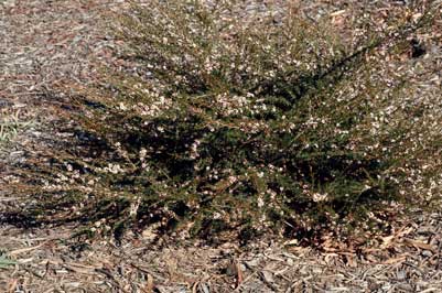 APII jpeg image of Astartea fascicularis  © contact APII