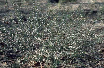APII jpeg image of Boronia anemonifolia  © contact APII