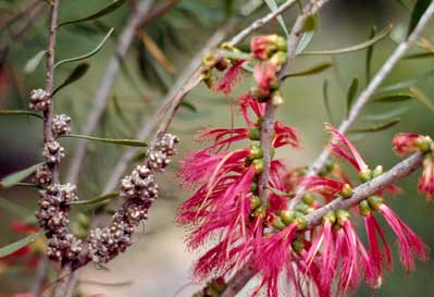 APII jpeg image of Calothamnus homalophyllus  © contact APII