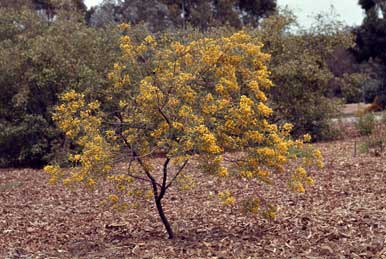 APII jpeg image of Senna artemisioides subsp. zygophylla  © contact APII