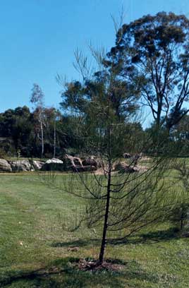 APII jpeg image of Casuarina cristata  © contact APII