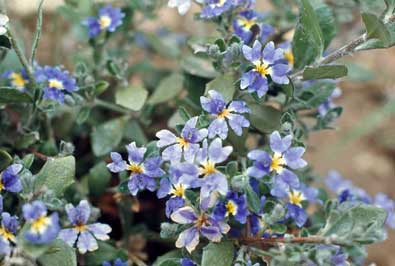 APII jpeg image of Dampiera purpurea  © contact APII