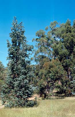 APII jpeg image of Eucalyptus cordata  © contact APII