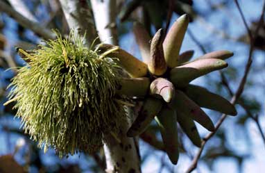APII jpeg image of Eucalyptus conferruminata  © contact APII