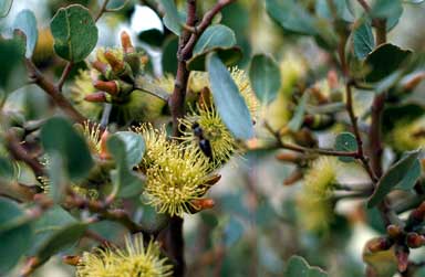 APII jpeg image of Eucalyptus platypus  © contact APII