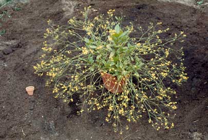 APII jpeg image of Goodenia macrophylla  © contact APII
