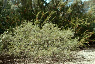 APII jpeg image of Grevillea diffusa subsp. evansiana  © contact APII