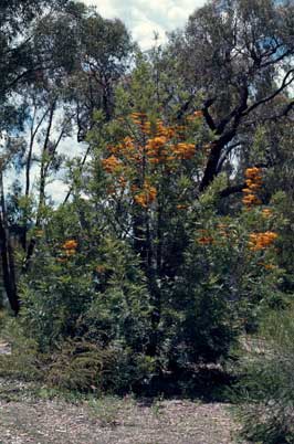 APII jpeg image of Grevillea robusta  © contact APII