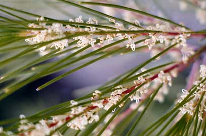 APII jpeg image of Hakea propinqua  © contact APII