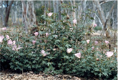 APII jpeg image of Alyogyne huegelii  © contact APII