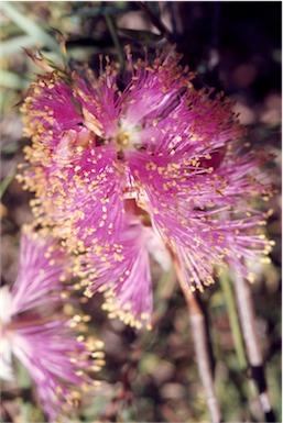 APII jpeg image of Melaleuca radula  © contact APII