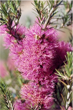 APII jpeg image of Melaleuca wilsonii  © contact APII