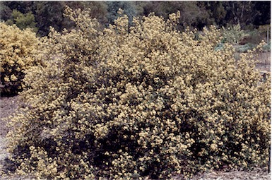 APII jpeg image of Pomaderris eriocephala  © contact APII