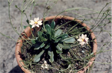 APII jpeg image of Goodenia trinervis  © contact APII