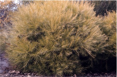 APII jpeg image of Hakea bakeriana  © contact APII