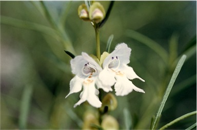 APII jpeg image of Prostanthera nivea  © contact APII