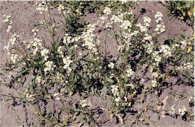 APII jpeg image of Phlegmatospermum cochlearinum  © contact APII