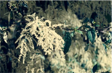 APII jpeg image of Trymalium floribundum  © contact APII