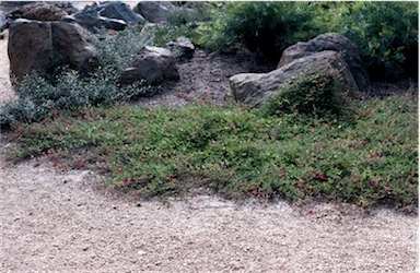 APII jpeg image of Kennedia prostrata  © contact APII