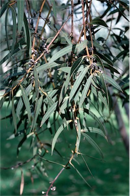APII jpeg image of Eucalyptus sturgissiana  © contact APII